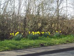 I visited in March, the beginning of Spring and daffodils bloomed on the roadside